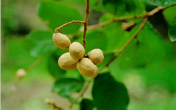 มะพอก Parinari anamense Hance<br/>ROSACEAE